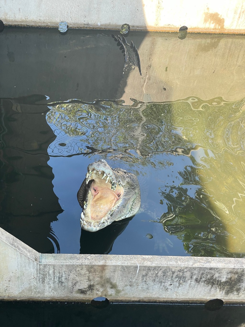 Day 62 – Crocodylus&nbsp;Park