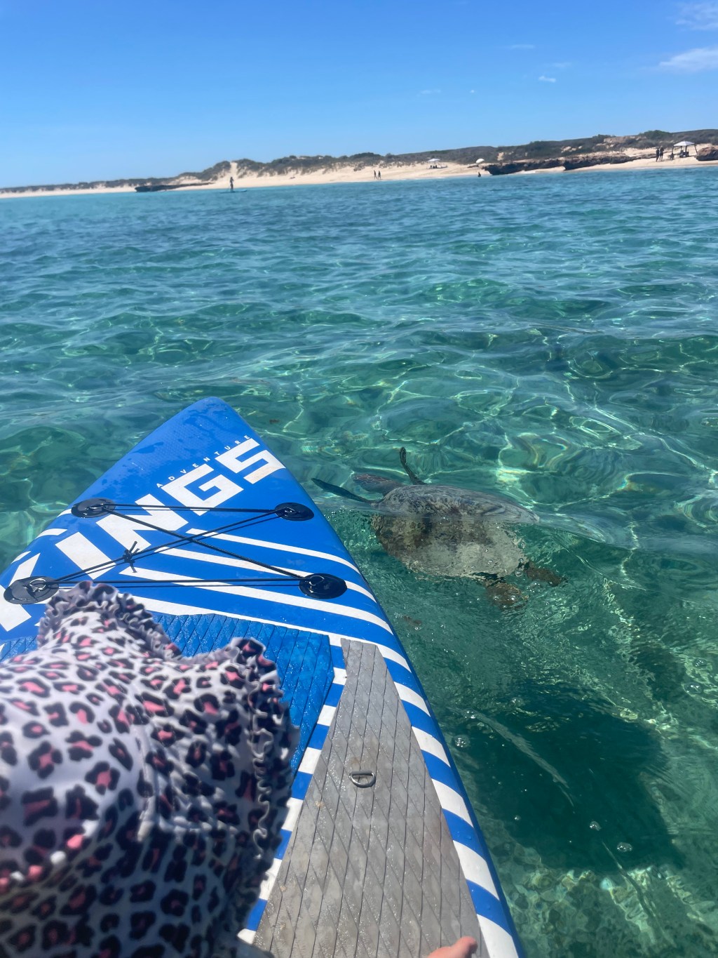 Day 132 – Osprey Bay – the king of&nbsp;turtles